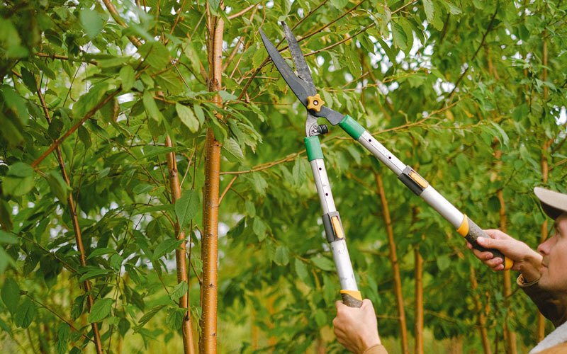 Tree trimming in Wahiawa, HI
